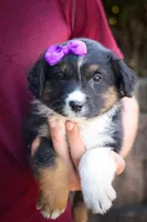  Larson 🐶, a female Miniature Aussiedoodle for sale in Fresno, OH – 1 of 9