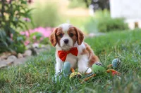 Carter, a male Cavalier King Charles Spaniel for sale in Fresno, OH – 3 of 9