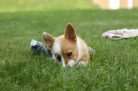 Dixie 🐶💖, a female Pembroke Welsh Corgi for sale in Fresno, OH – 7 of 10