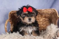 Nash, a male Morkie for sale in Fresno, OH – Photo 2 of 10