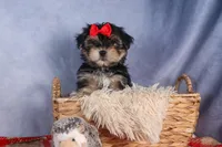 Nash, a male Morkie for sale in Fresno, OH – Photo 9 of 10
