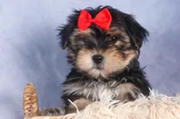 Nash, a male Morkie for sale in Fresno, OH – Photo 5 of 10