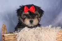 Nash, a male Morkie for sale in Fresno, OH – Photo 6 of 10
