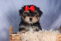 Nash, a male Morkie for sale in Fresno, OH – Photo 1 of 10