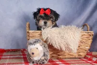 Nash, a male Morkie for sale in Fresno, OH – Photo 7 of 10