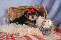 Nash, a male Morkie for sale in Fresno, OH – Photo 4 of 10