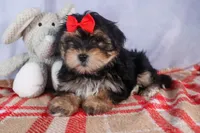 Nash, a male Morkie for sale in Fresno, OH – Photo 10 of 10