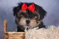 Nash, a male Morkie for sale in Fresno, OH – Photo 3 of 10