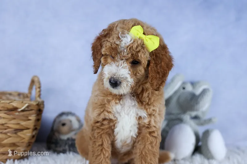 🐾 Meet Nova – F2B Mini Goldendoodle Puppy 🐾 – Miniature Goldendoodle puppy for sale in Fresno, OH
