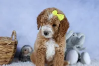 🐾 Meet Nova – F2B Mini Goldendoodle Puppy 🐾, a female Miniature Goldendoodle for sale in Fresno, OH – 1 of 10