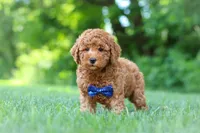 Christiano, a male Goldendoodle for sale in Fresno, OH – 5 of 6
