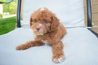 Dahlia 🐶, a female Poodle - Miniature  for sale in Fresno, OH – 7 of 9