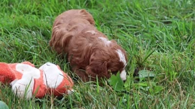 Wilma, a female Cavapoo for sale in Fresno, OH – 10 of 10