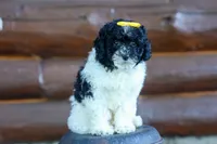 Gracie 🩷🐶, a female Cavapoo for sale in Fresno, OH – 9 of 10