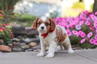 Luca, a male Cavalier King Charles Spaniel for sale in Fresno, OH – 2 of 6