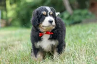 Dylan 🐾, a male Bernedoodle for sale in Fresno, OH – 7 of 10