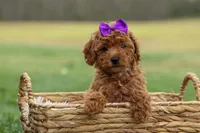 Zazzy, a female Poodle - Miniature  for sale in Fresno, OH – Photo 10 of 10