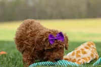 Zazzy, a female Poodle - Miniature  for sale in Fresno, OH – Photo 6 of 10