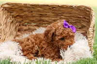 Zazzy, a female Poodle - Miniature  for sale in Fresno, OH – Photo 5 of 10