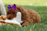 Zazzy, a female Poodle - Miniature  for sale in Fresno, OH – Photo 8 of 10