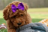 Zazzy, a female Poodle - Miniature  for sale in Fresno, OH – Photo 2 of 10