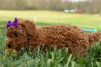 Zazzy, a female Poodle - Miniature  for sale in Fresno, OH – Photo 9 of 10
