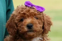 Zazzy, a female Poodle - Miniature  for sale in Fresno, OH – Photo 4 of 10