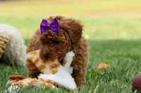 Zazzy, a female Poodle - Miniature  for sale in Fresno, OH – Photo 7 of 10