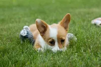 Dixie 🐶💖, a female Pembroke Welsh Corgi for sale in Fresno, OH – 9 of 10