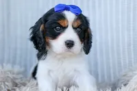 Walker 🩵, a male Cavalier King Charles Spaniel for sale in Fresno, OH – 7 of 10