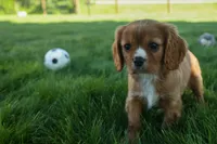 Fletcher 🐶💙, a male Cavalier King Charles Spaniel for sale in Fresno, OH – 7 of 8