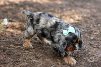 Letti 🐶💗, a female Cocker Spaniel for sale in Fresno, OH – 3 of 8