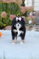Autumn, a female Miniature Bernedoodle for sale in Fresno, OH – 3 of 6