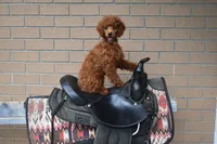 Denver 💕🐶, a male Poodle - Miniature  for sale in Fresno, OH – 2 of 10