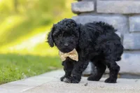 Luca, a male Poodle - Miniature  for sale in Fresno, OH – 2 of 7