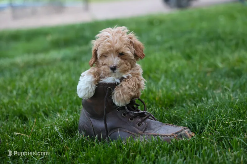 Ellie Mae 💛🐾 – Havapoo puppy for sale in Fresno, OH