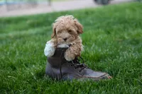 Ellie Mae 💛🐾, a female Havapoo for sale in Fresno, OH – 4 of 10