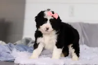 Amelie, a female Miniature Bernedoodle for sale in Fresno, OH – Photo 2 of 5