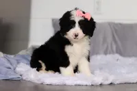 Amelie, a female Miniature Bernedoodle for sale in Fresno, OH – Photo 3 of 5