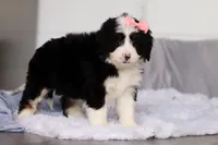 Amelie, a female Miniature Bernedoodle for sale in Fresno, OH – Photo 4 of 5