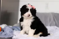 Amelie, a female Miniature Bernedoodle for sale in Fresno, OH – Photo 5 of 5