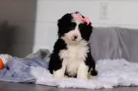 Amelie, a female Miniature Bernedoodle for sale in Fresno, OH – Photo 1 of 5