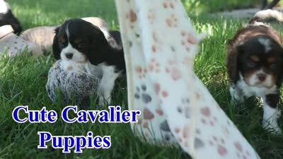 Dotson 🐾, a male Cavalier King Charles Spaniel for sale in Fresno, OH – 9 of 9