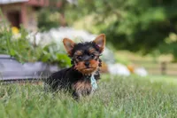 Benji, a male Yorkshire Terrier for sale in Fresno, OH – 3 of 9