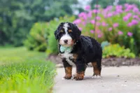 Brandon, a male Miniature Bernedoodle for sale in Fresno, OH – 2 of 6