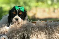 Maxwell 🐾🐶, a male Cavalier King Charles Spaniel for sale in Fresno, OH – 2 of 10