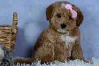 🐾 Meet Nixie – F2B Mini Goldendoodle Puppy 🐾, a female Miniature Goldendoodle for sale in Fresno, OH – 5 of 7