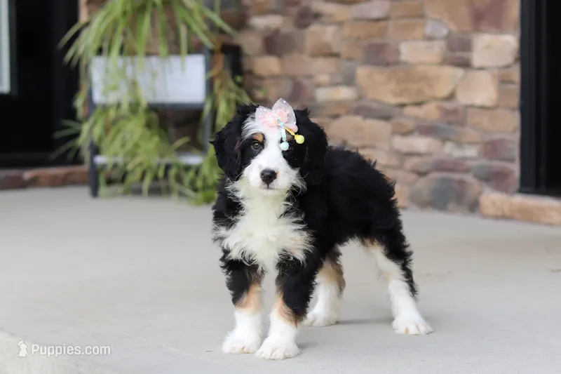Cara – Miniature Bernedoodle puppy for sale in Fresno, OH