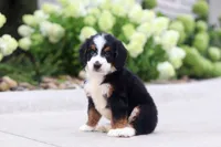 Diesel, a male Miniature Bernedoodle for sale in Fresno, OH – 2 of 5