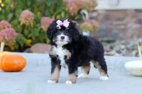 Autumn, a female Miniature Bernedoodle for sale in Fresno, OH – 2 of 6